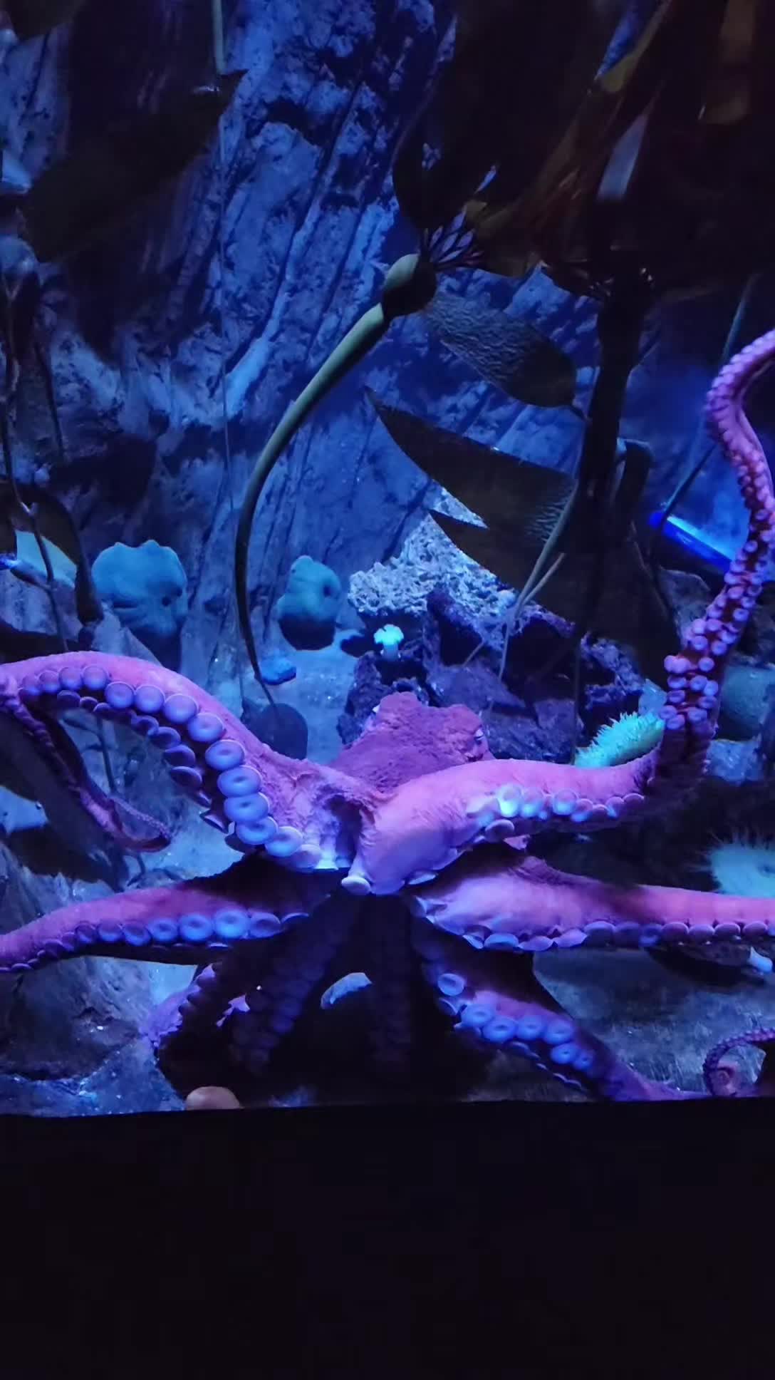 @Cuttle Aquarist