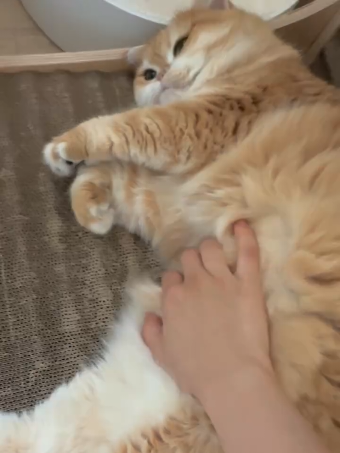 @Chonky World Of Cats