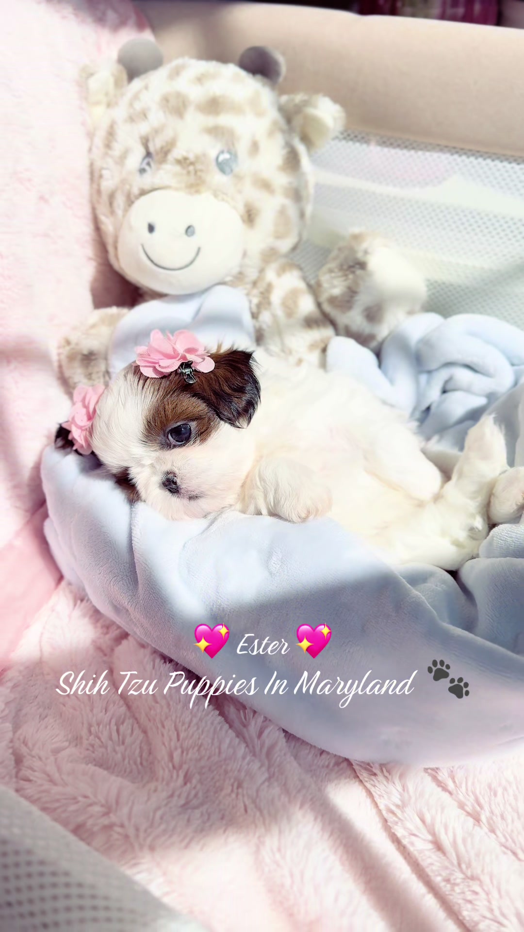 @Shih Tzu Puppies in Maryland