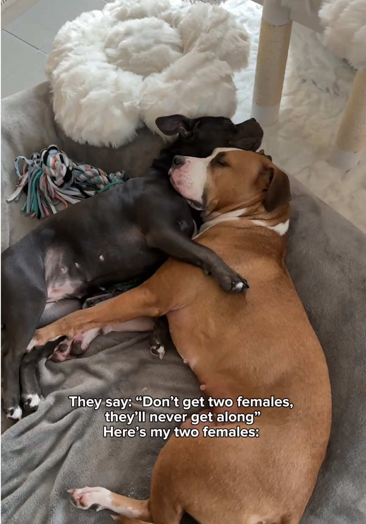 @Luna The Pittie
