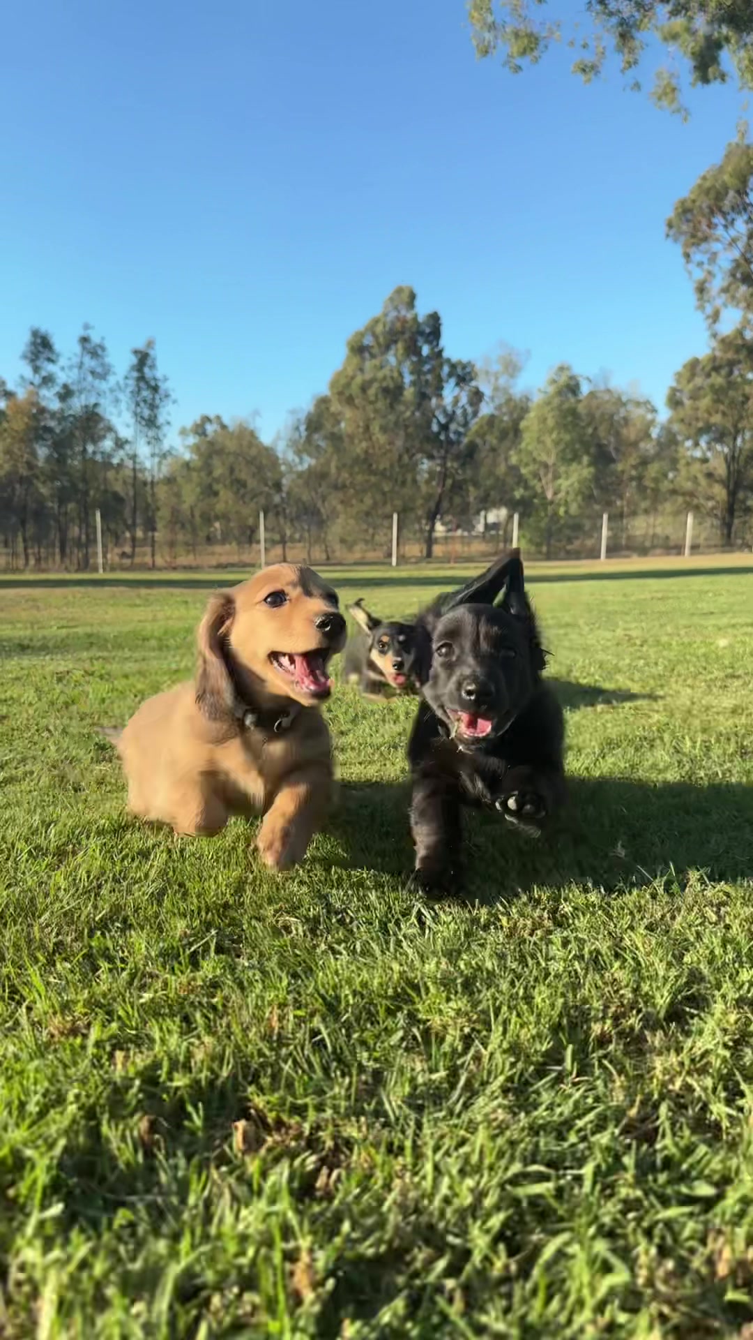 @Dachshund Dynasty