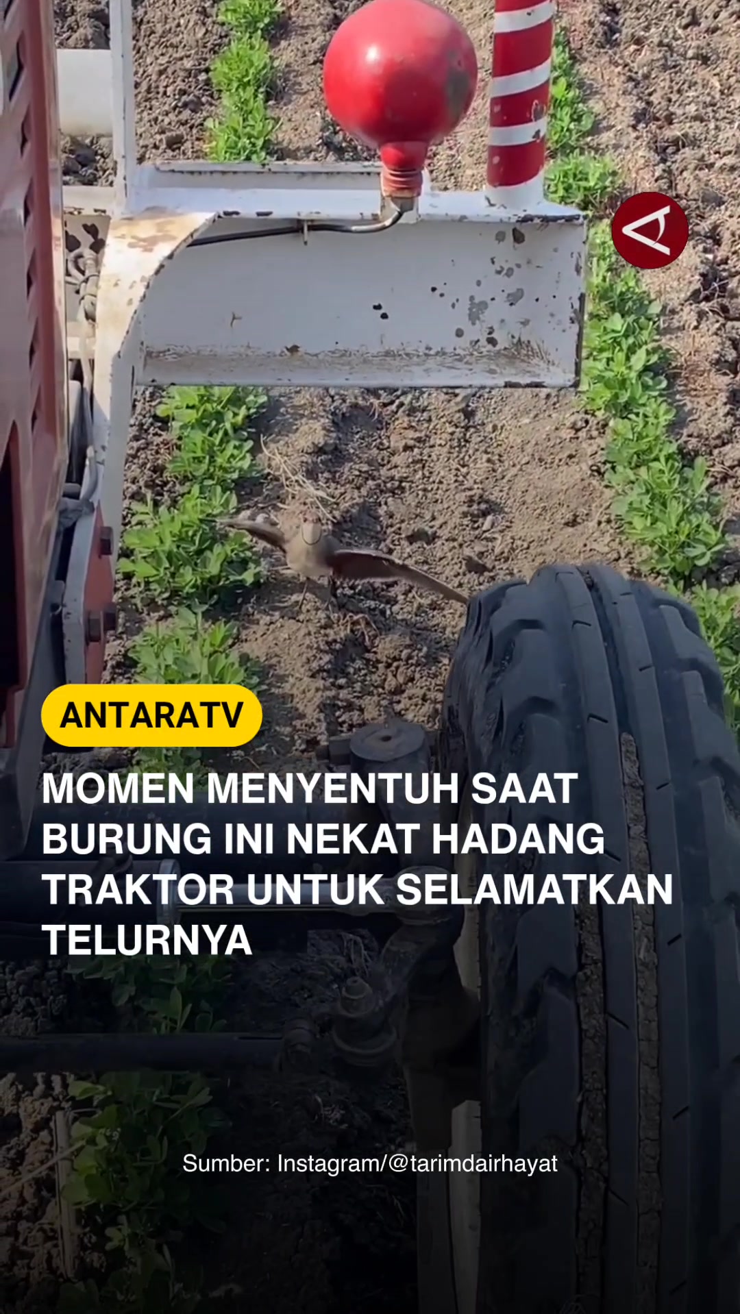 @Antara TV Indonesia