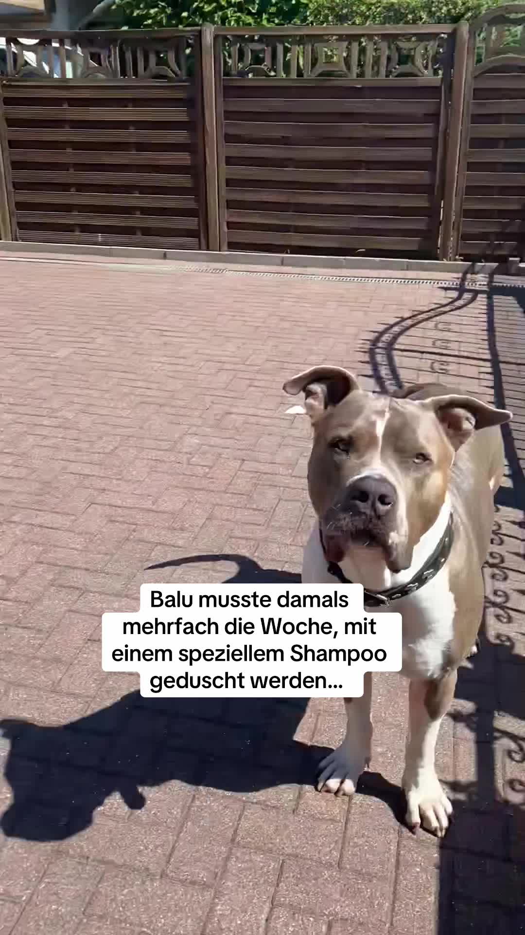 @XXLBALU