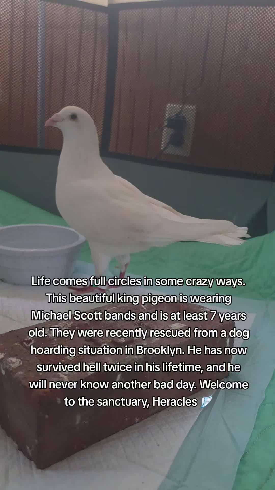 @Pigeons for Miles 🕊️