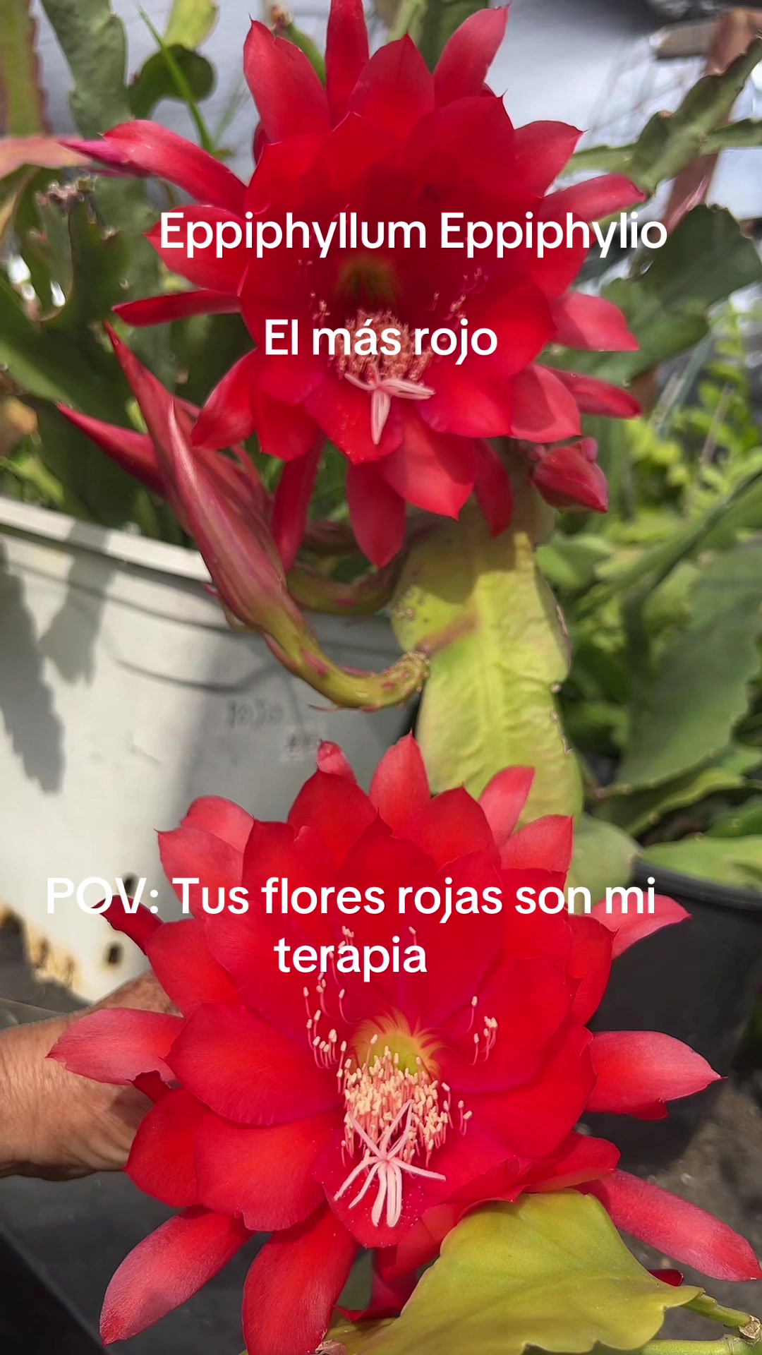 @Maria succulents 🕊️🐚