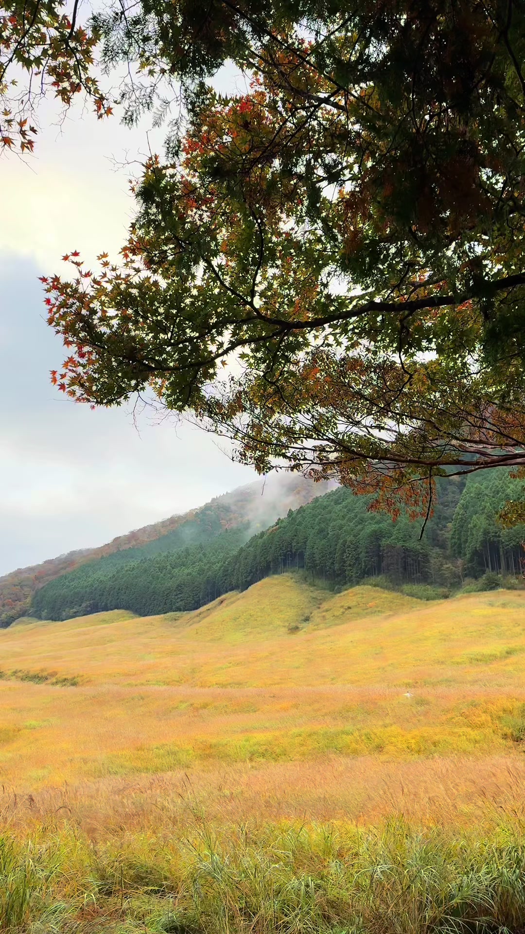 @japan.guidepal