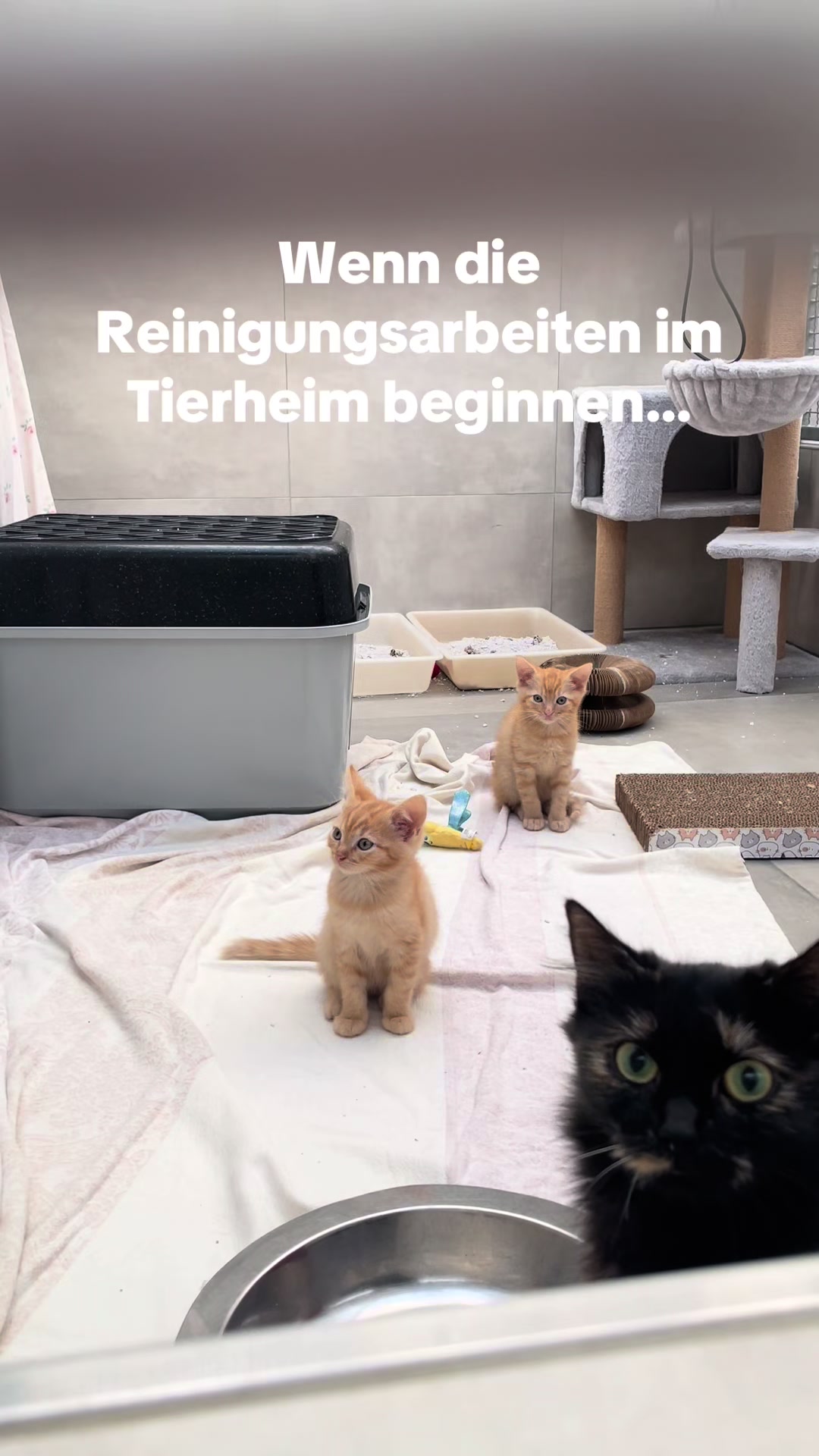 @TierheimKR