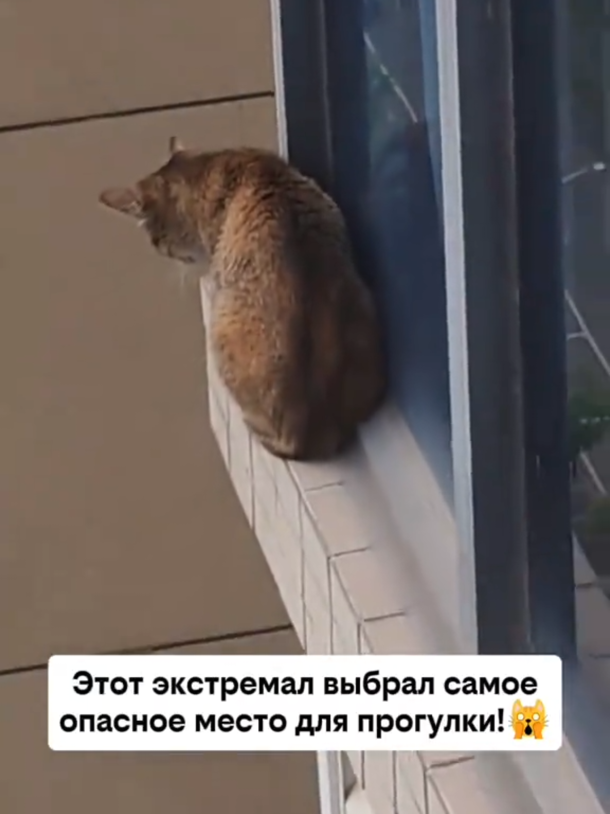 @RescueAnimals Nir