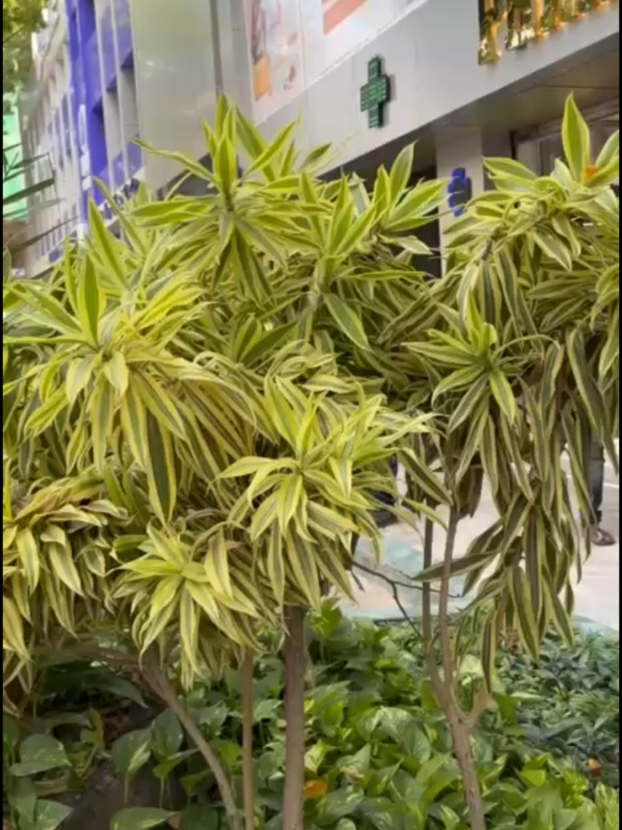 @vidoxa_SN