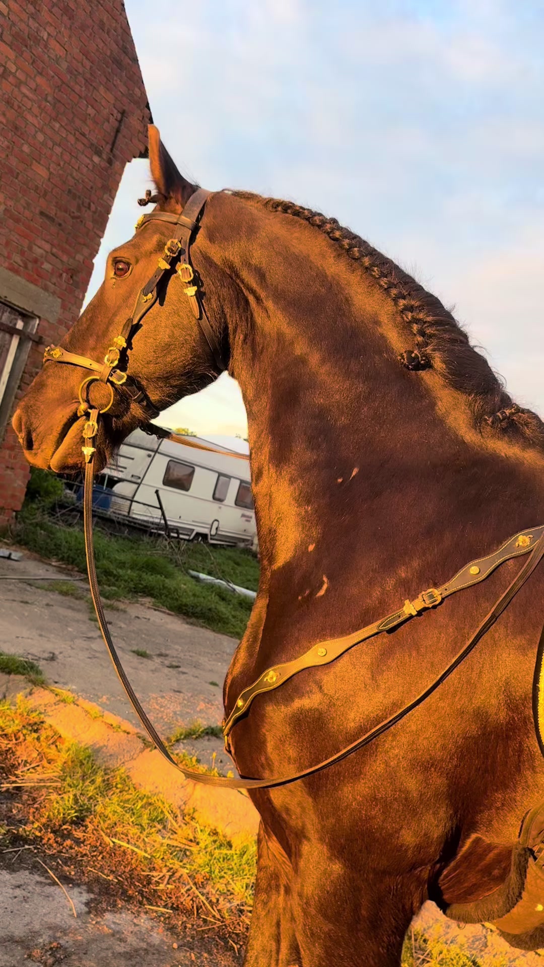 @Horses