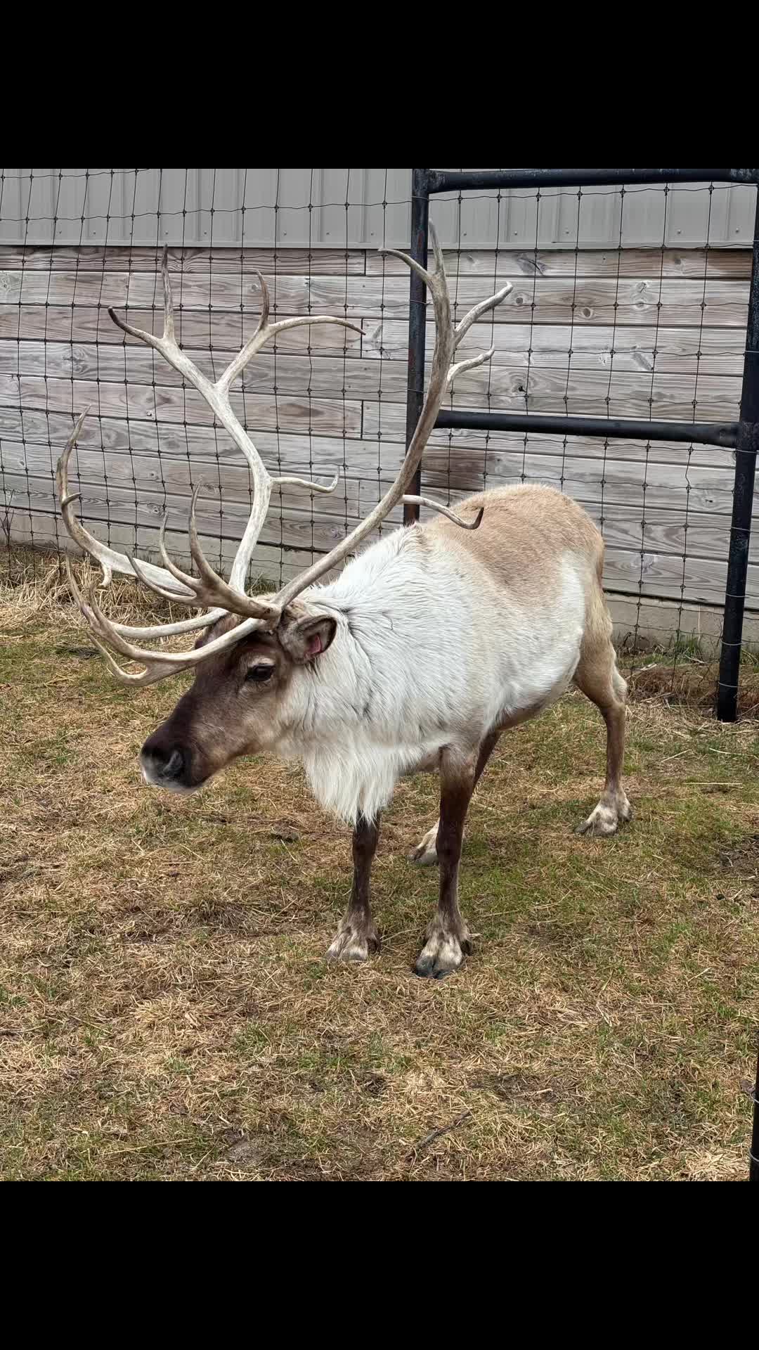 @Reindeer Randy