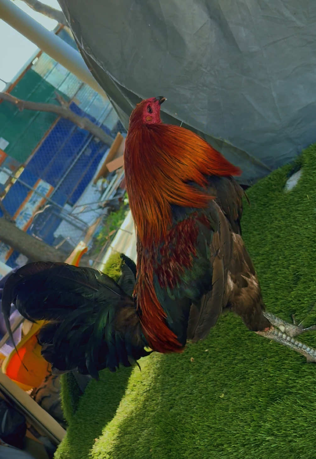 @PR_Gamefowl👑
