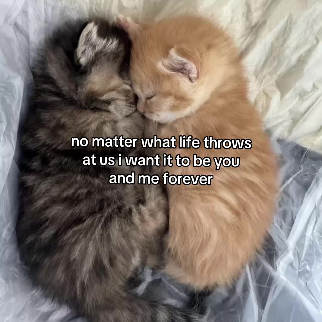 @Alice.cattok