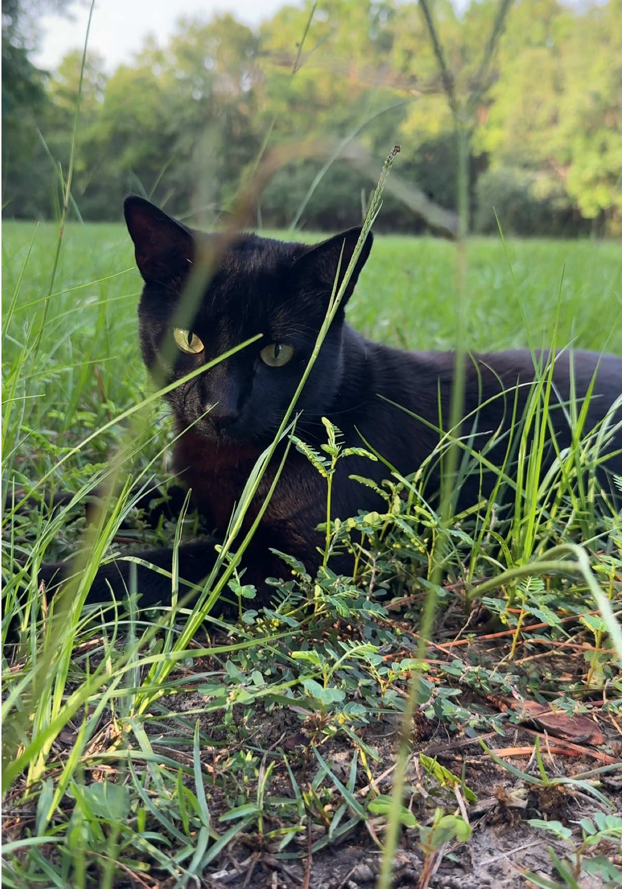 @Shiva The Forest Cat