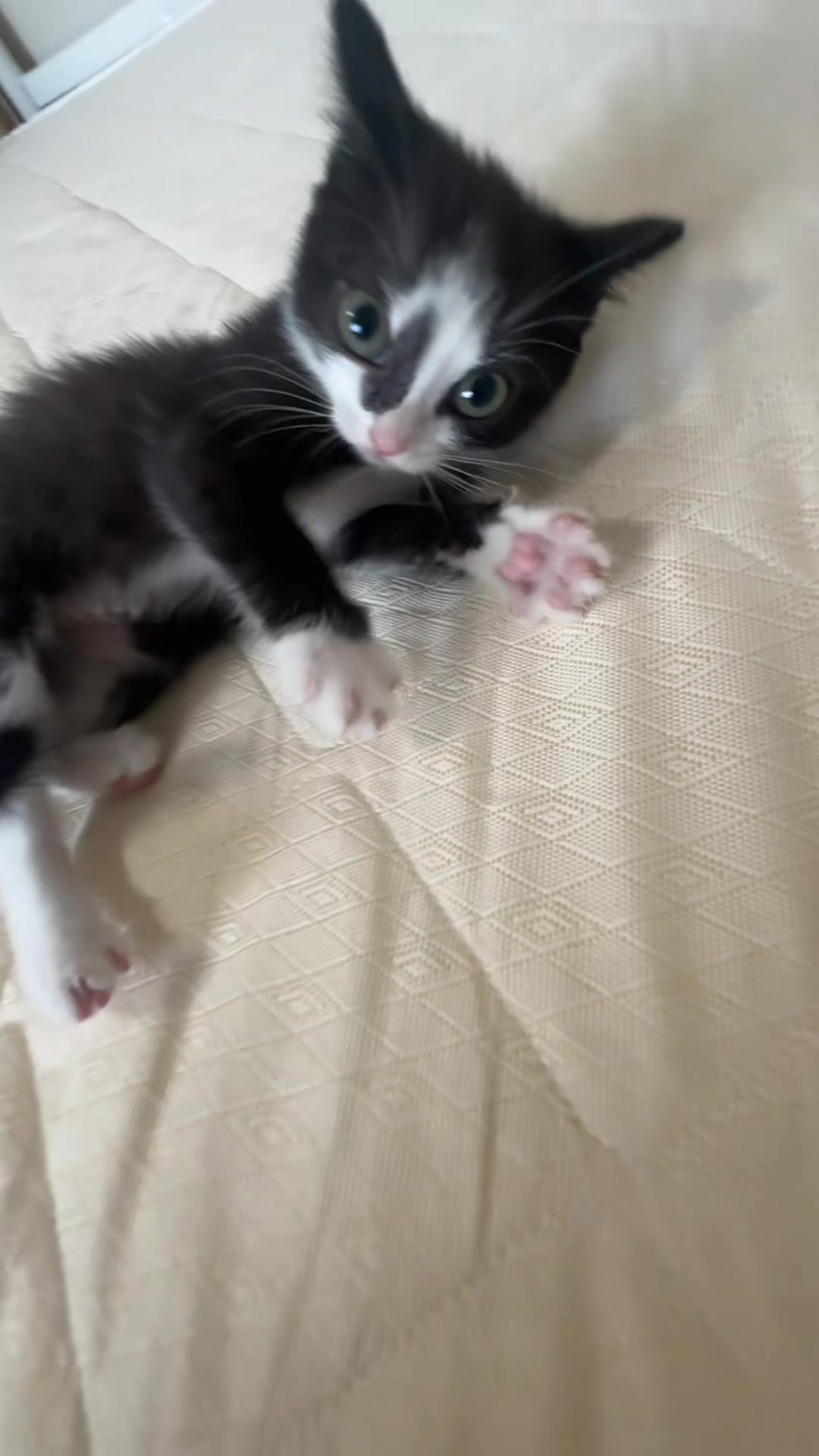 @Lilo the kitty