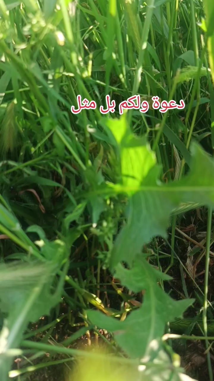 @🦋امــــ🍯عــــــسـولــــة 🦋