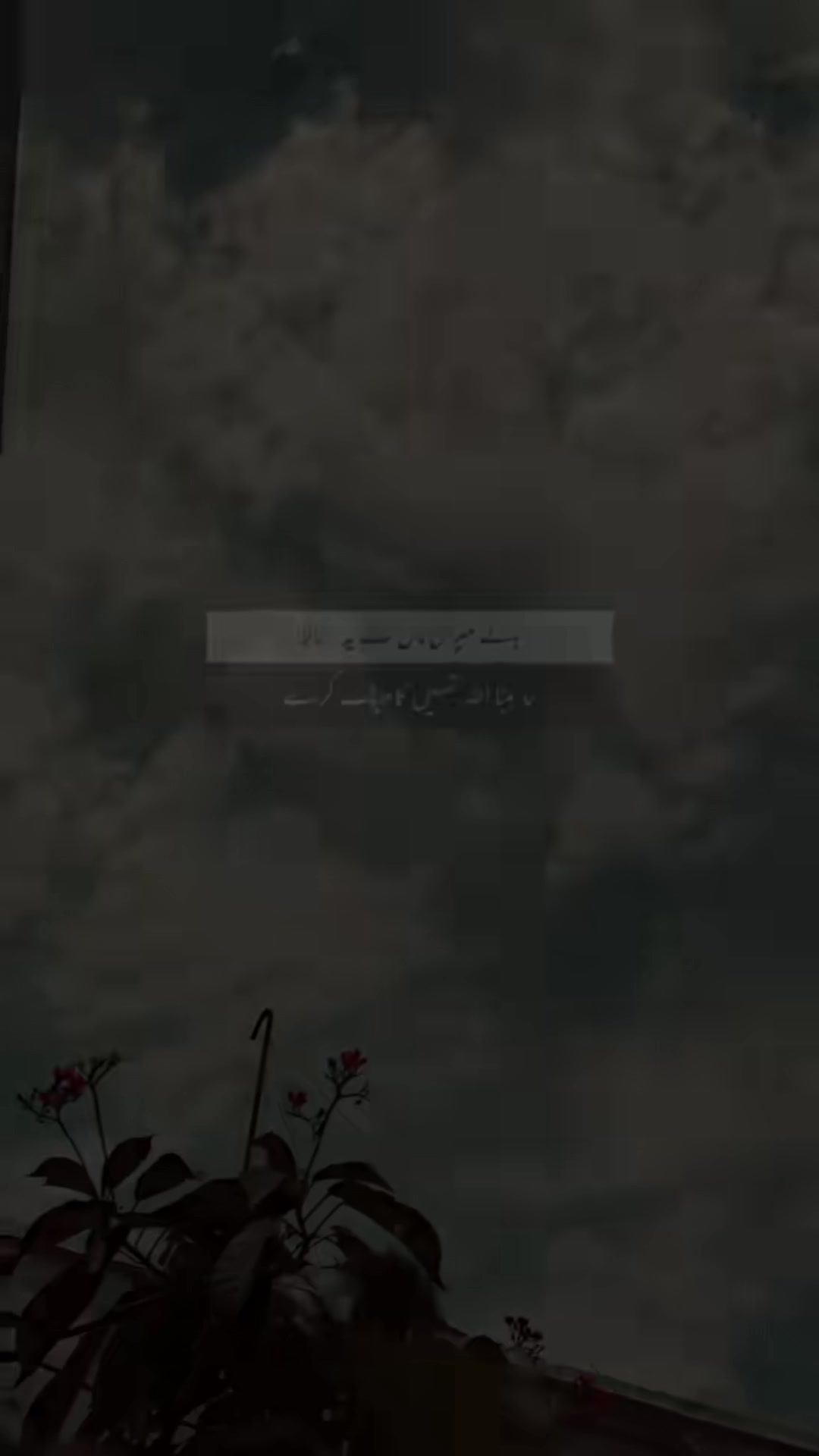 @🐯متین صاحب 786🦁