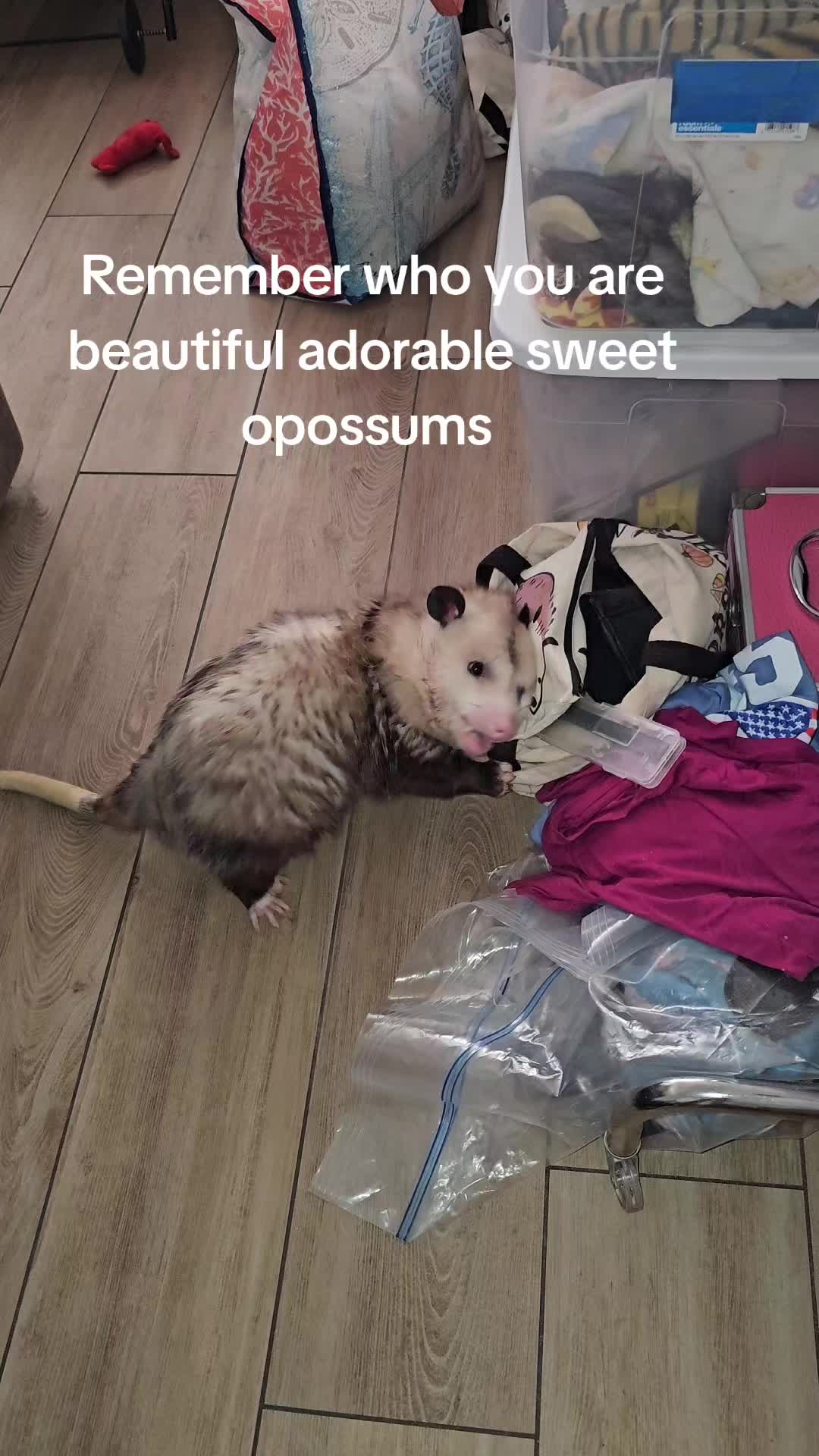@OPOSSUMDAWGMOM