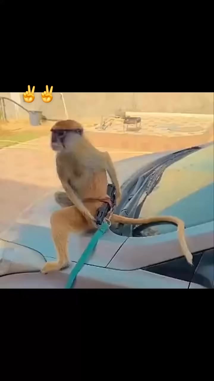 @GAL_YSSF_Ali🎖🎖_