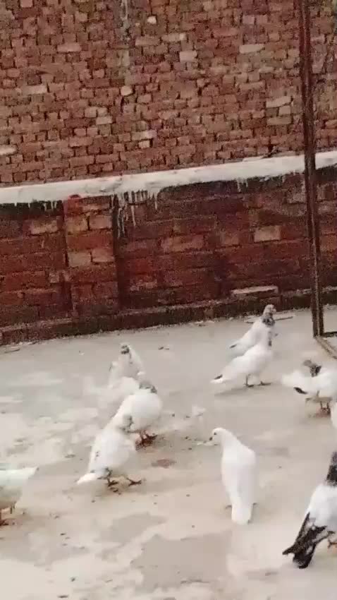 @Golu😈😎