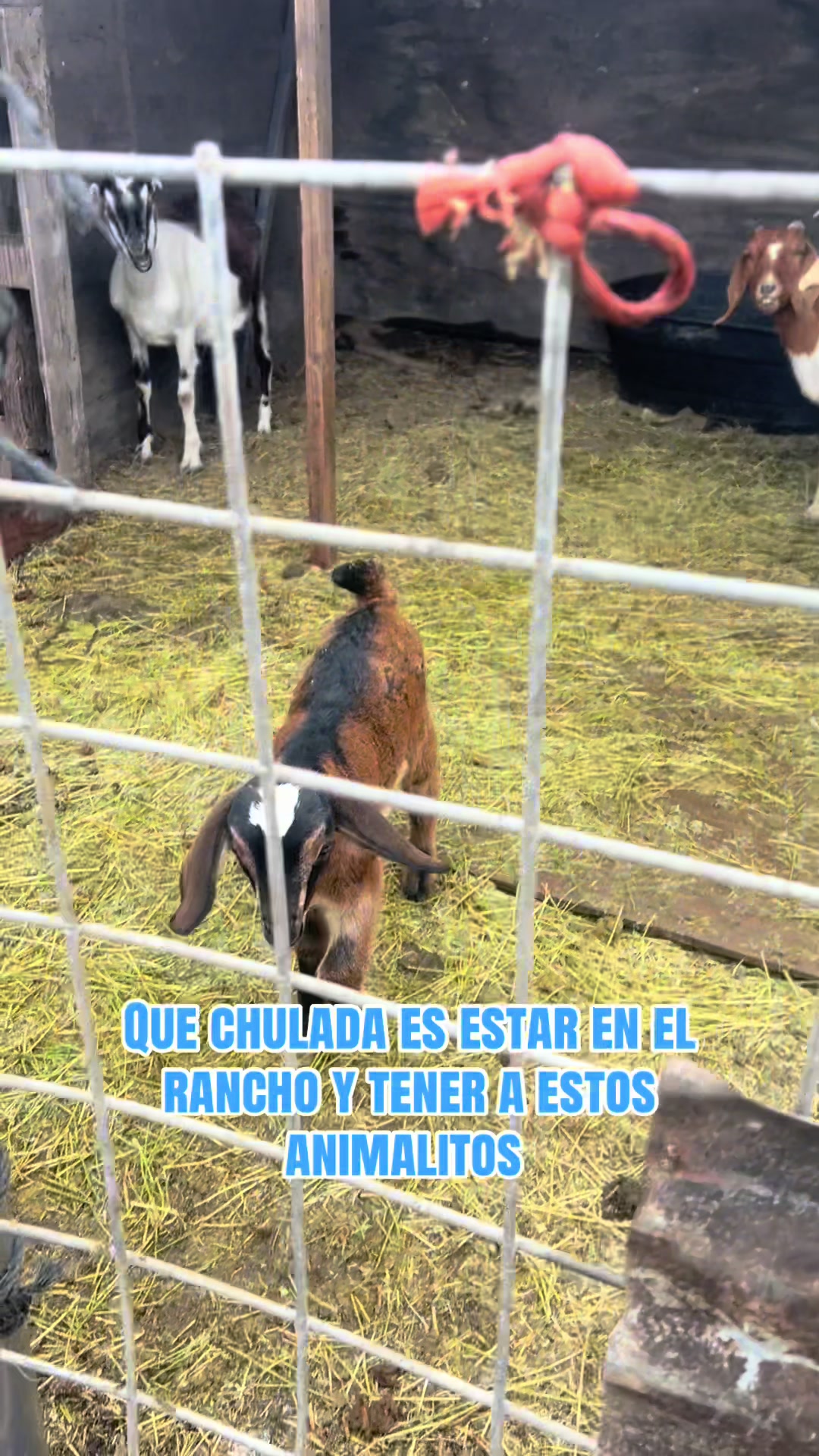 @González G