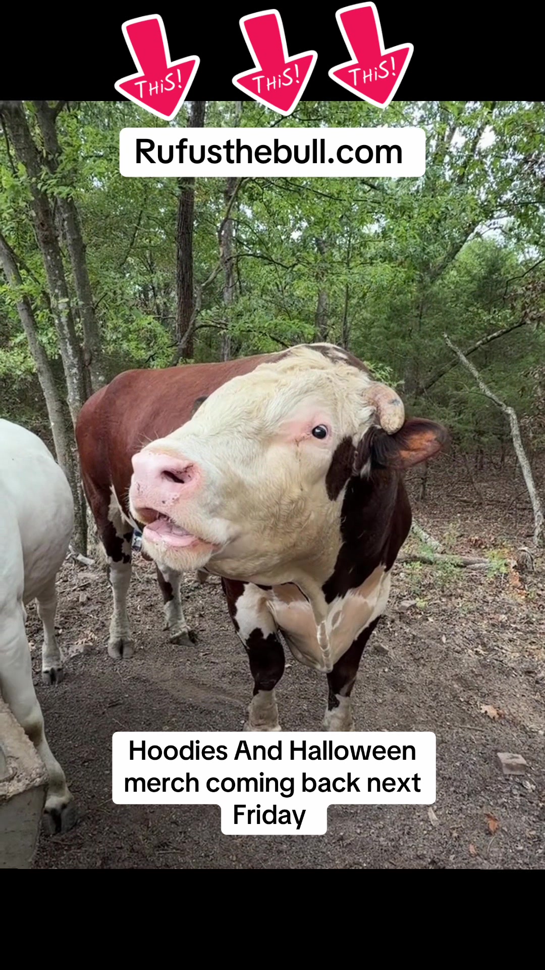@Rufus The Bull