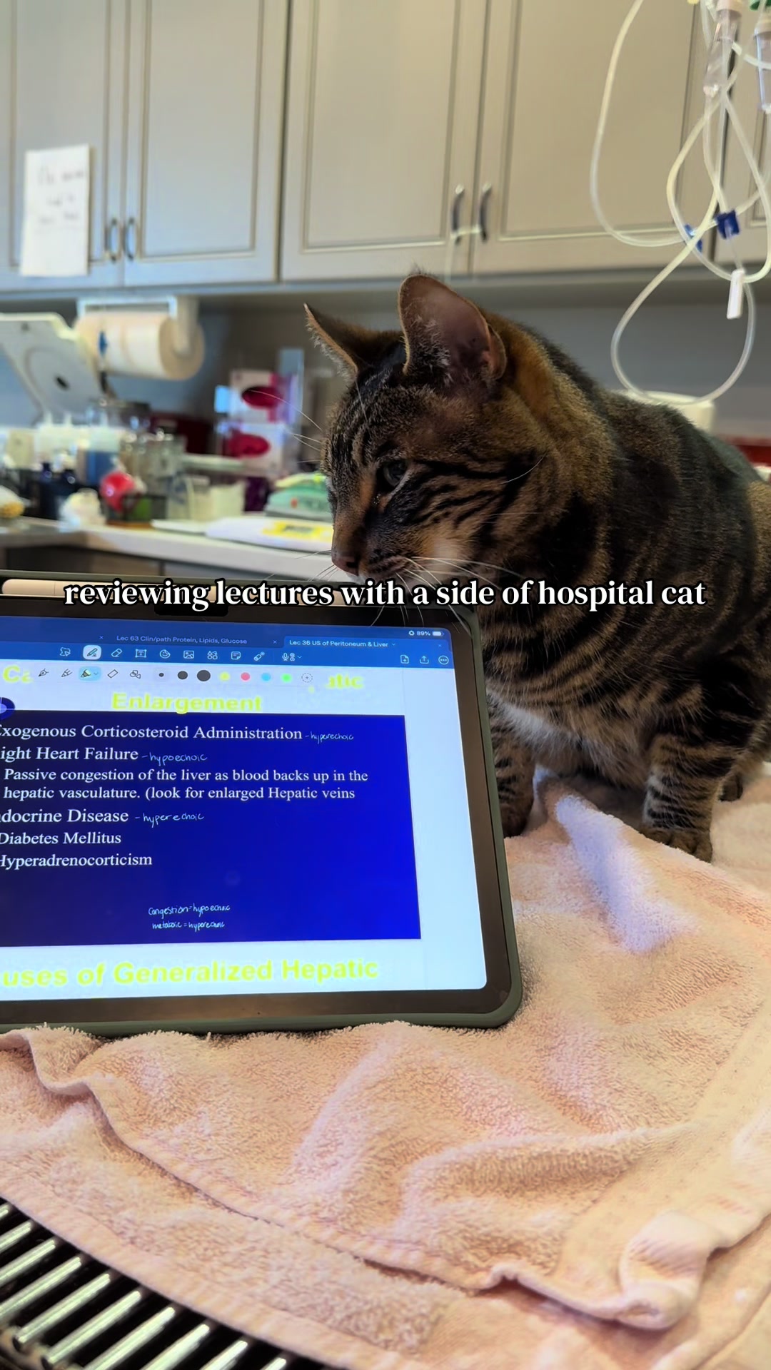 @Katelyn | Vet Student