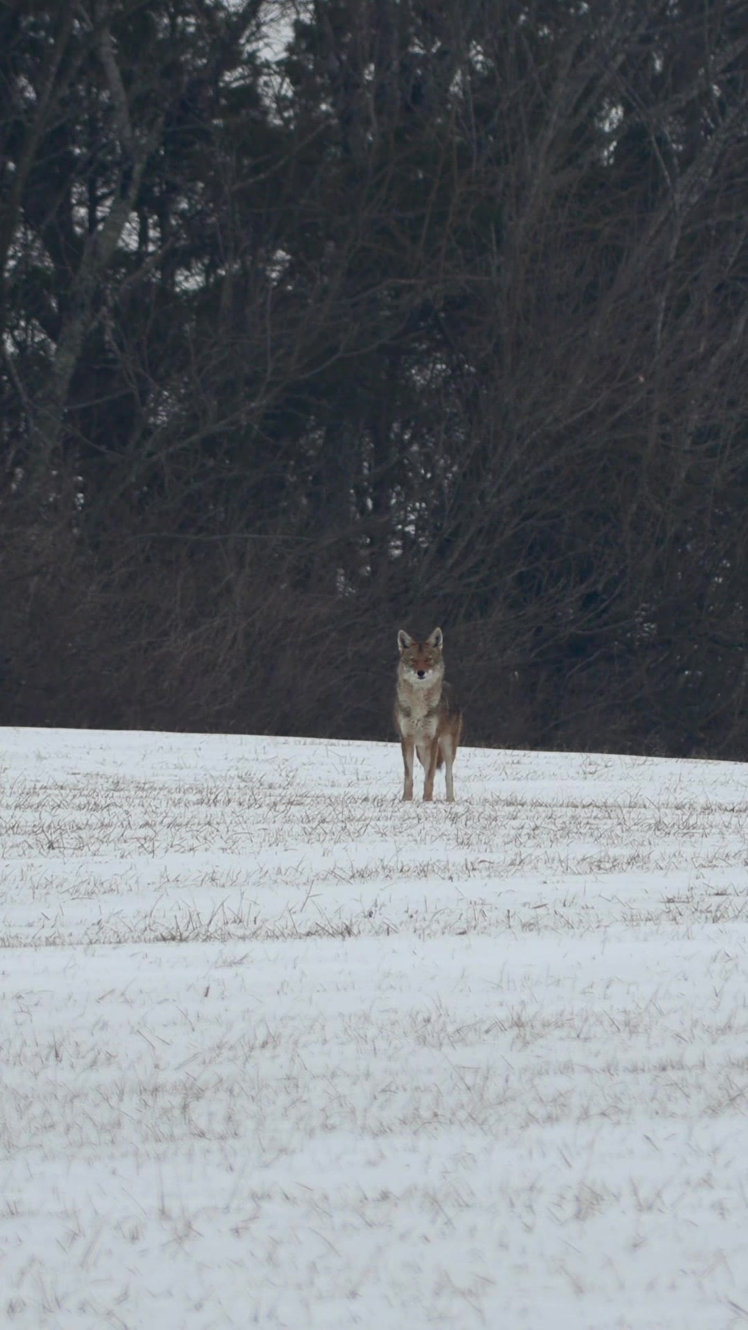 @FOXPRO Game Calls