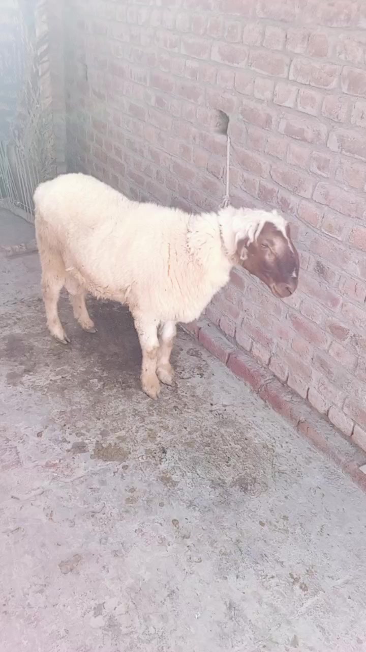 @gillbadshah