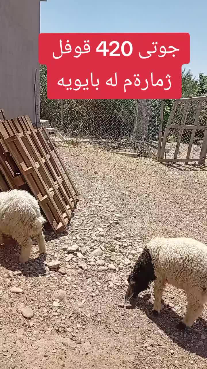 @احمد الكوردي
