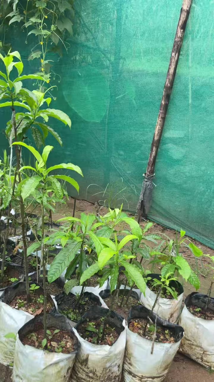 @नखावा कृषि(जय राई)