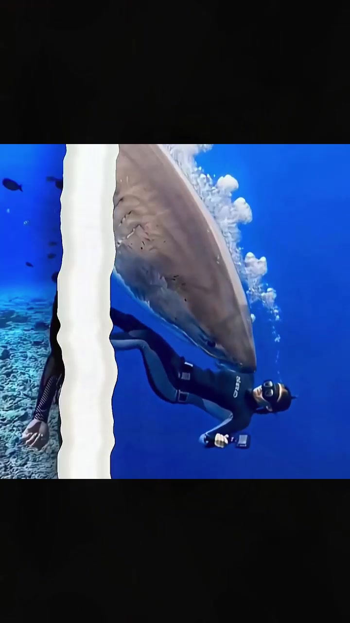 @sharkabcabc