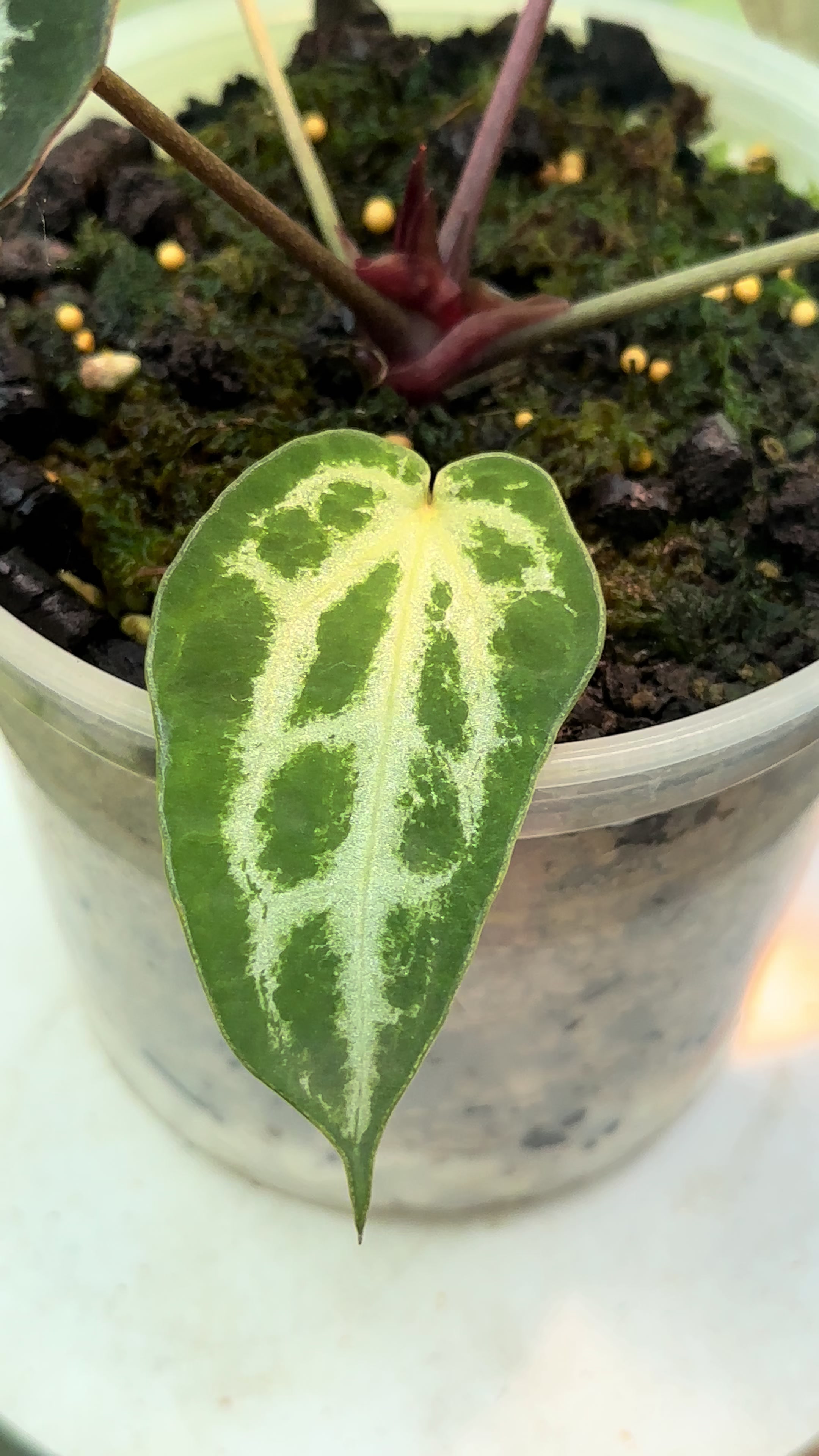 @KeepcầmKây🥦