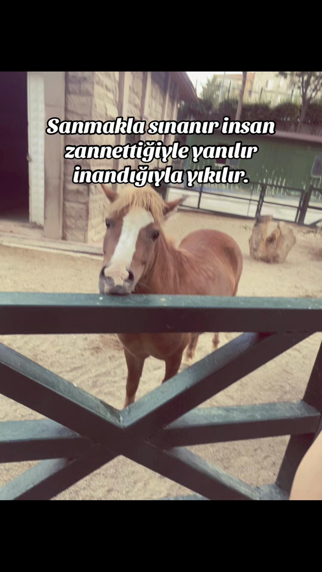@lsinem06_