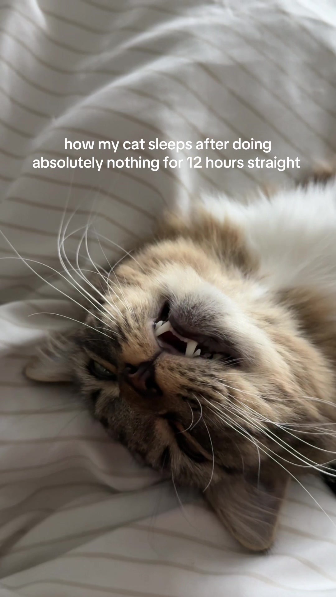 @Mozzie The Cat