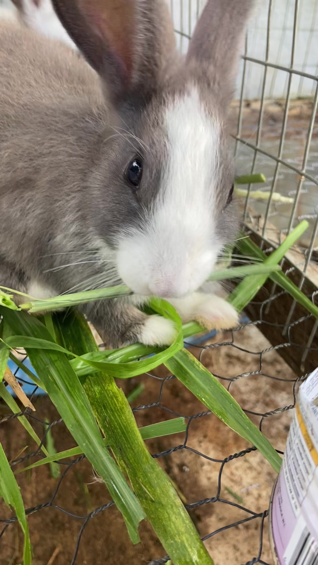 @HappyHoppersRabbitry