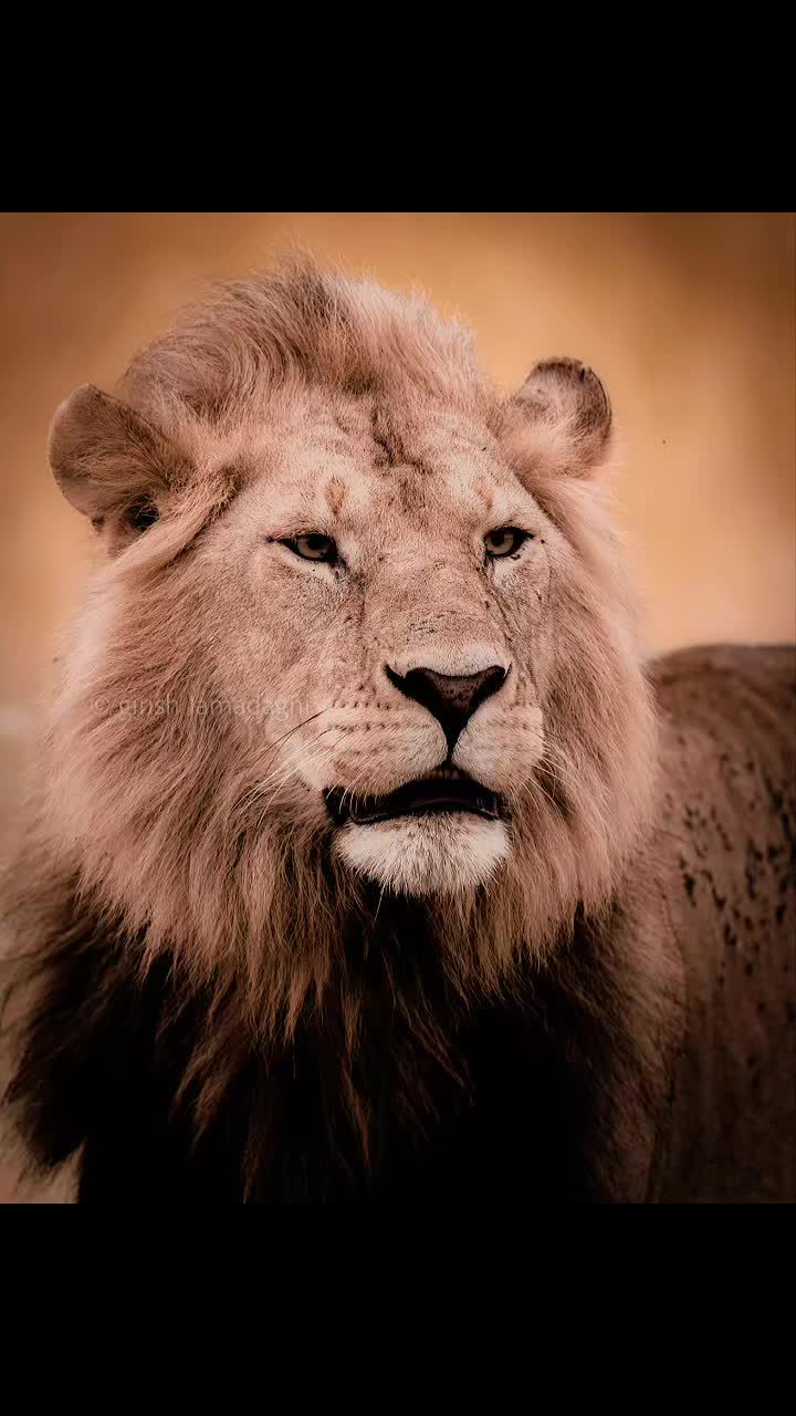 @Guzzicar🦁