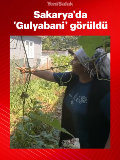 @Yeni Şafak