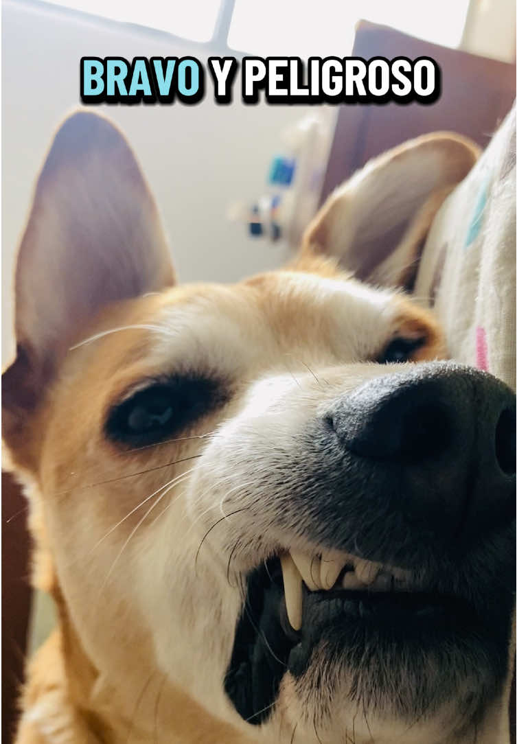 @ᴘᴀᴡ ᴄᴀꜱᴛ 🐾🎙️