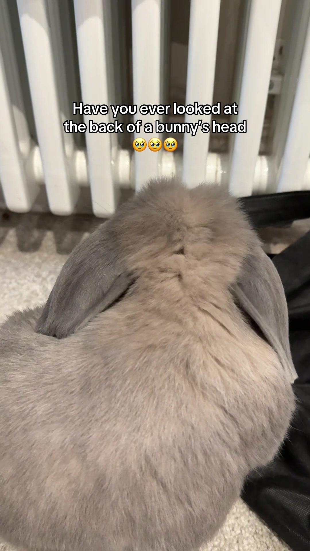 @Buzz the Bunny