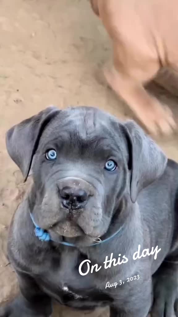 @Ultimate Puppies