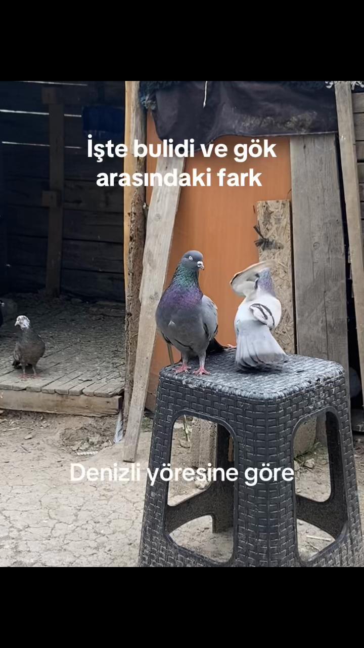 @Miro dolapçıları