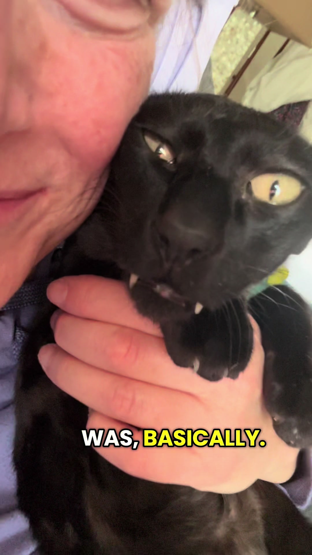 @hobbikats