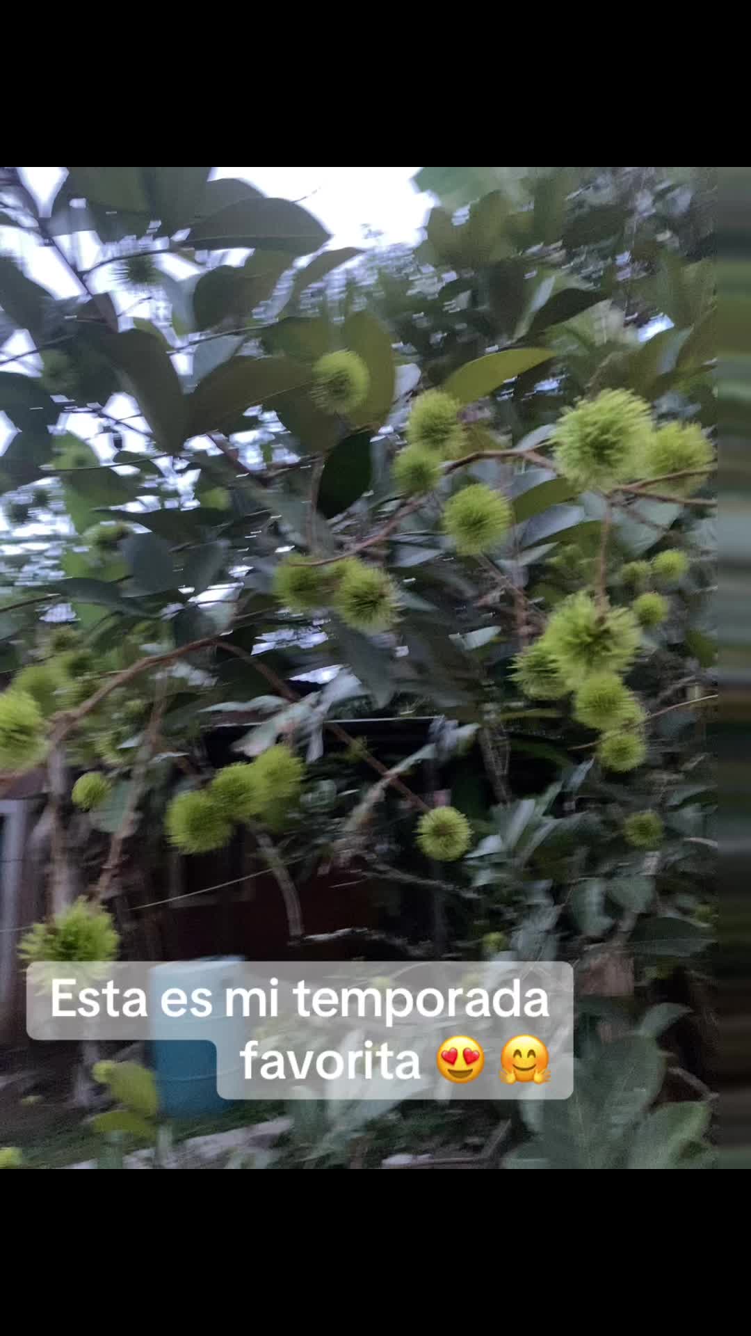 @sofi❤️🌹
