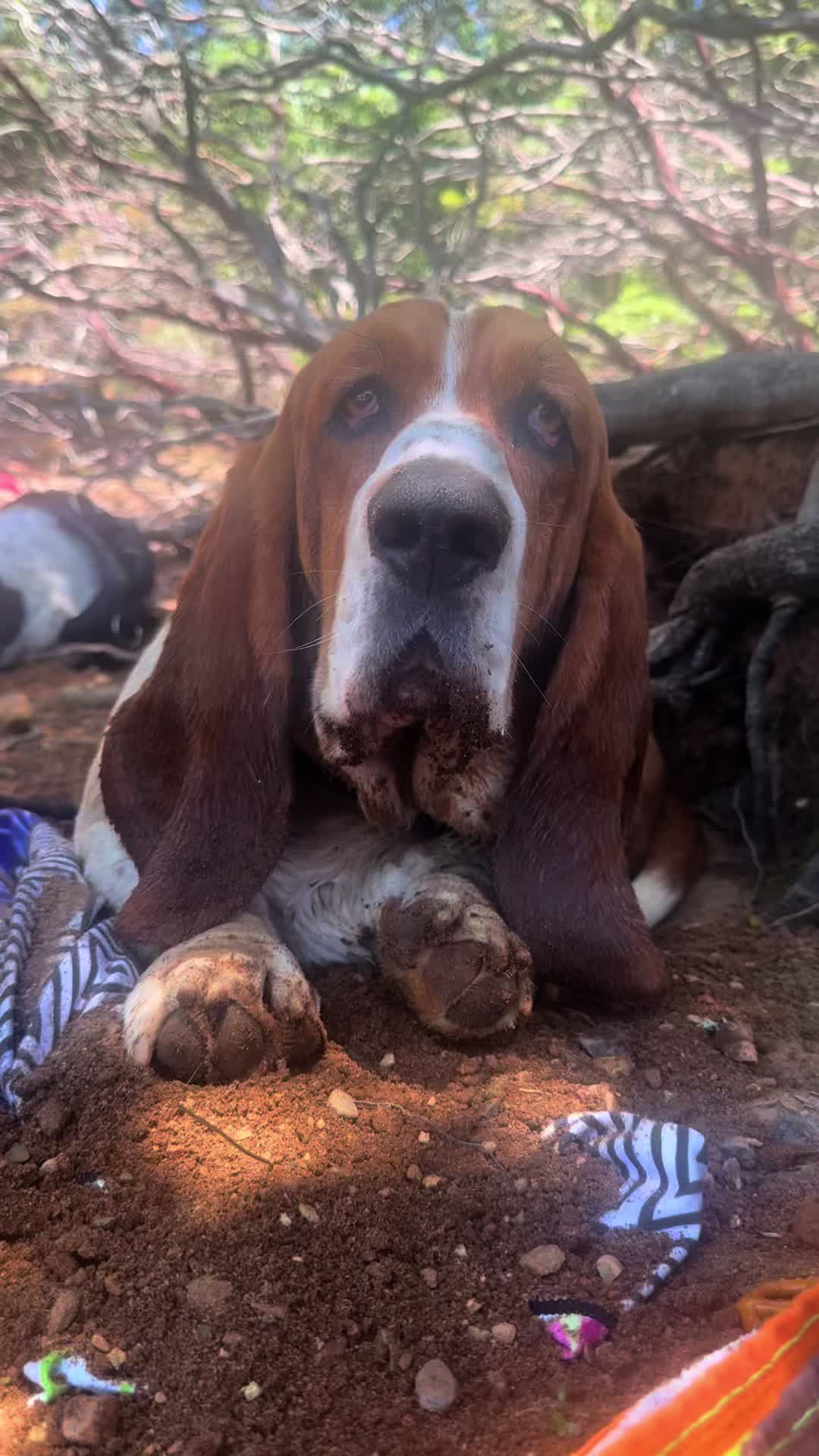 @Hudson & Rudy 🐾 Basset bros