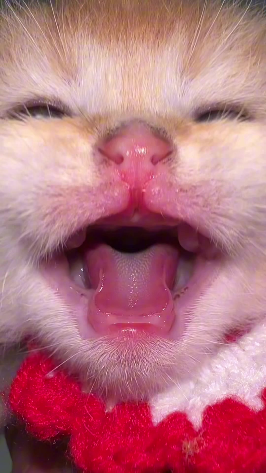 @Soothing Cats😻