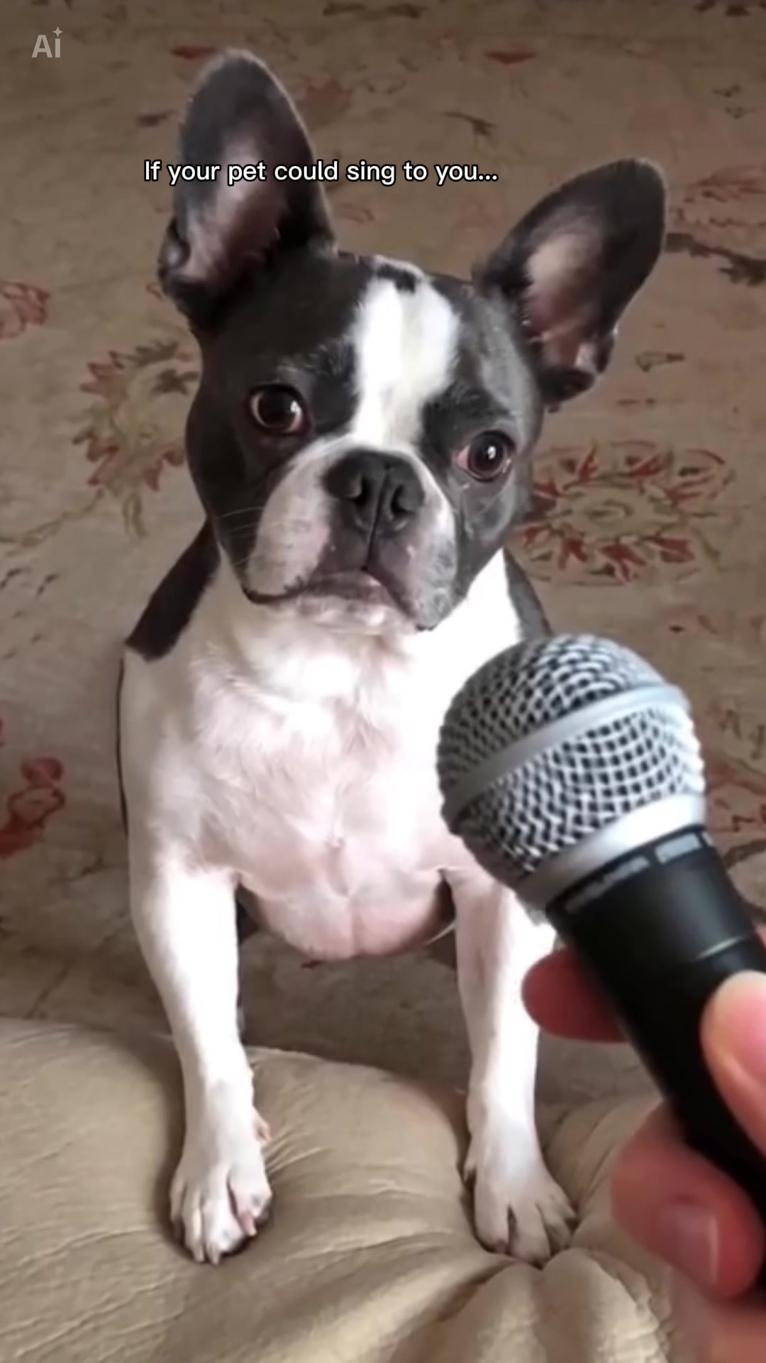 @Hugo_the_Frenchton