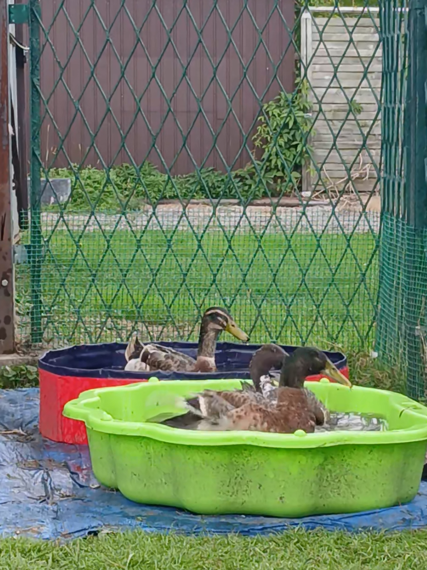 @Kaczogr&oacute;d u Milki🦆🦆🦆🦆