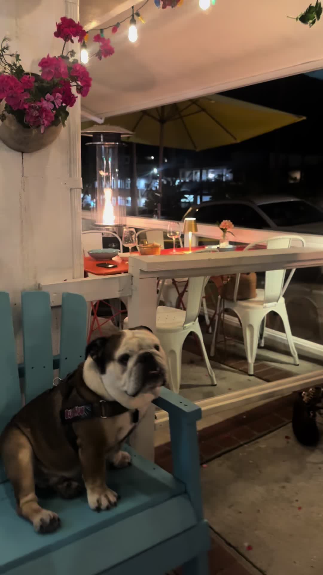 @Taco 🐶🧿