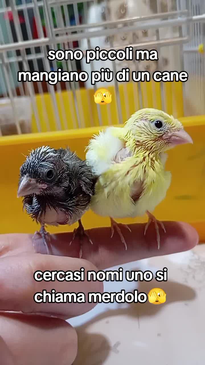 @dylan e diesel